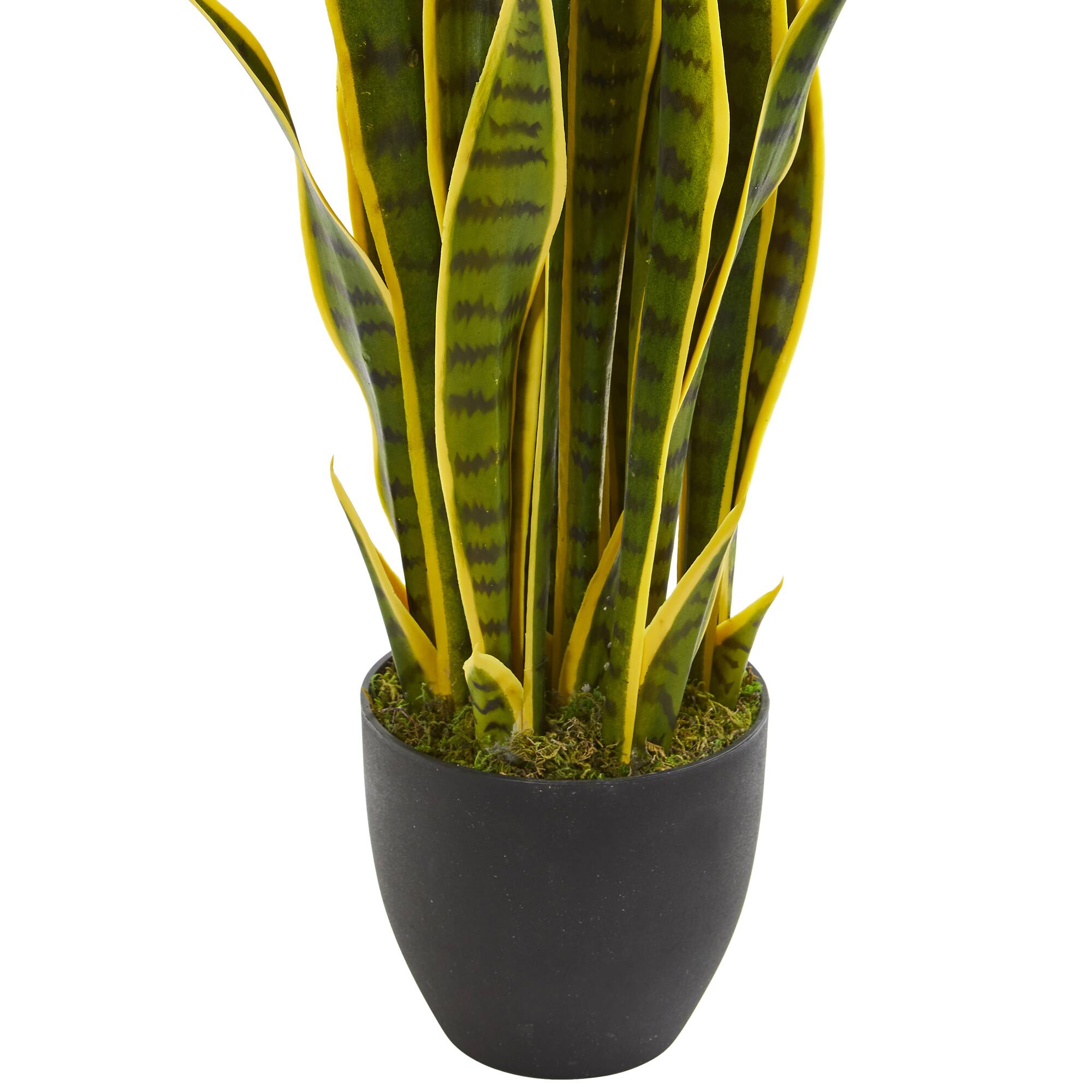 3ft. Potted Snake Plant